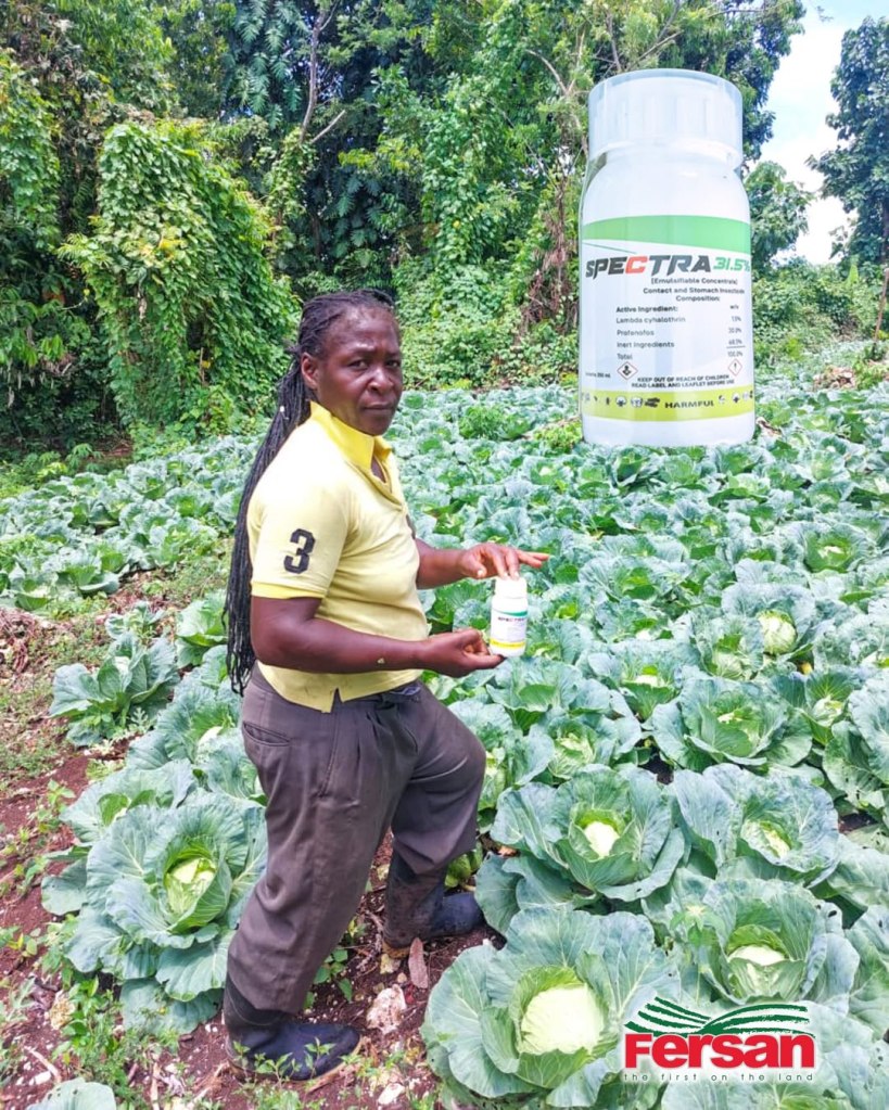 Farmer Nordia Hamilton showcases the Spectra Insecticide on her Cabbage Farm in Portland. She previously used this product to control her Whitefly infestation.  